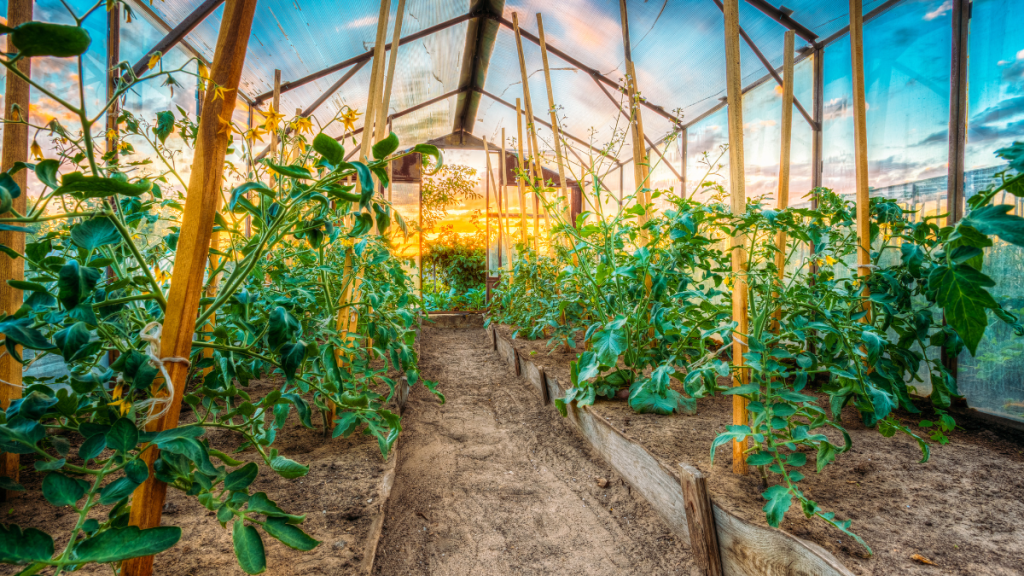 Huertos urbanos, una opción para consumir alimentos libres de herbicidas y agroquímicos